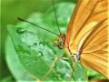 Artis en de hortus botanicus